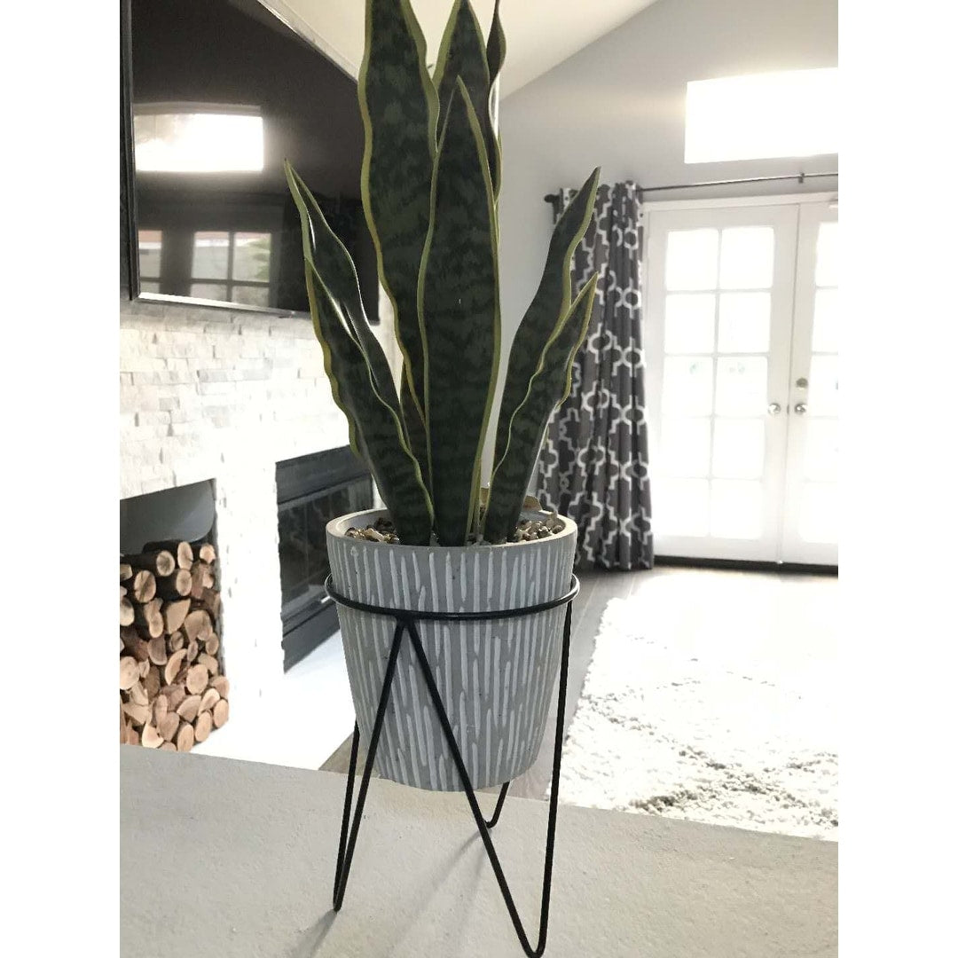 1.8Ft Ttl Height Snake Plant One Size