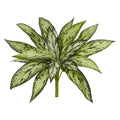 10 Silver Queen Artificial Plant Set Of 6