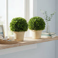 Evergreen 10.75 Handcrafted Preserved Boxwood Ball Topiary In Terracotta Pot Set Of 2