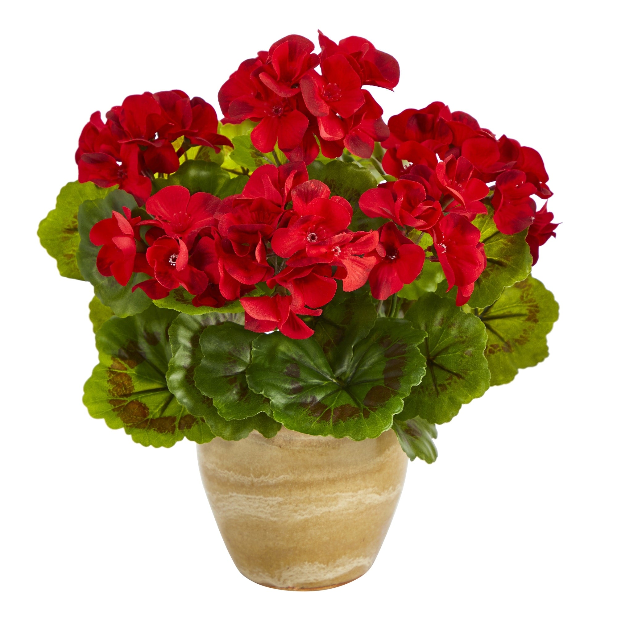 11 Geranium Plant In Ceramic Planter Uv Resistant Indoor Outdoor