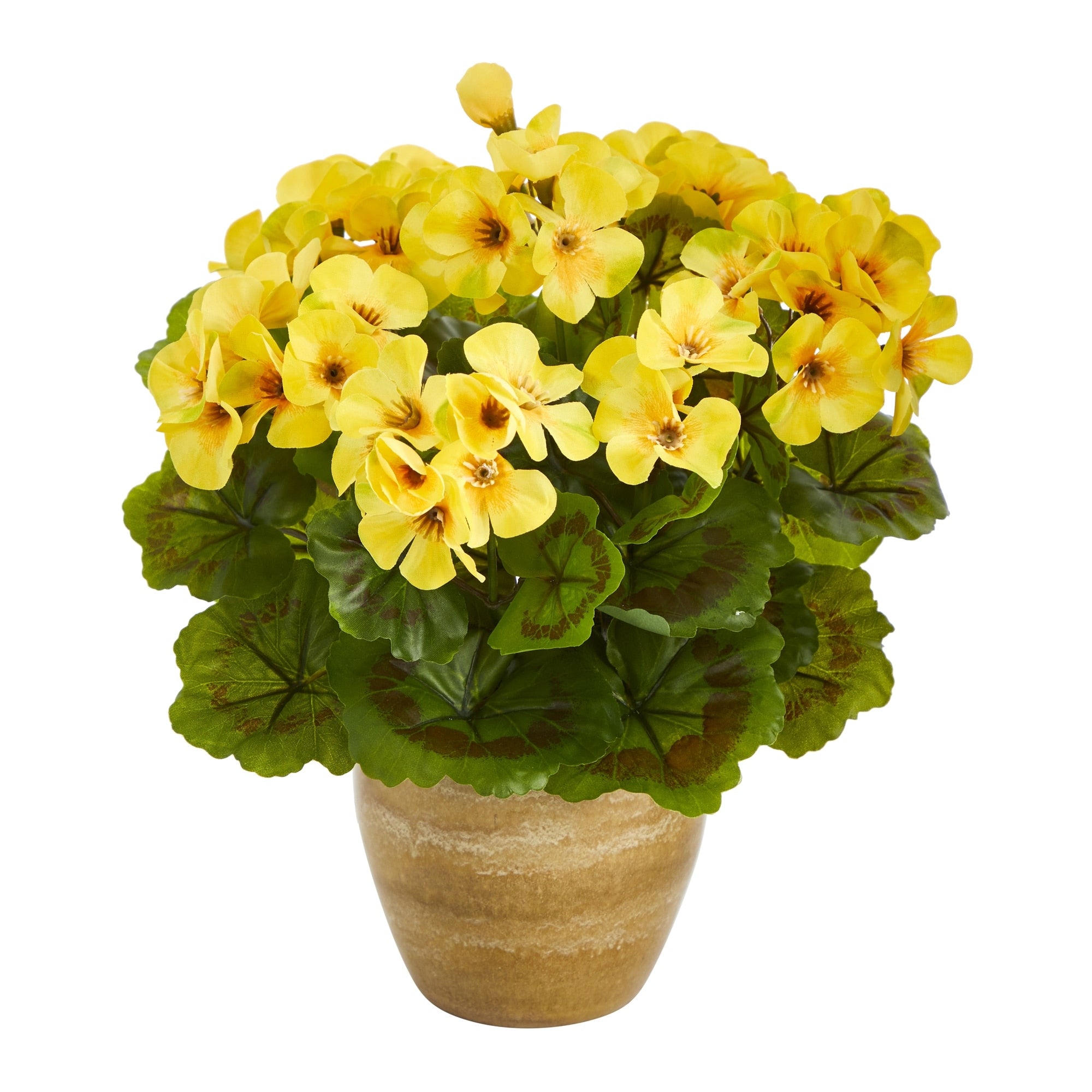 11 Geranium Plant In Ceramic Planter Uv Resistant Indoor Outdoor