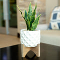 12.5 H Snake Plant In Ceramic On Stand One Size