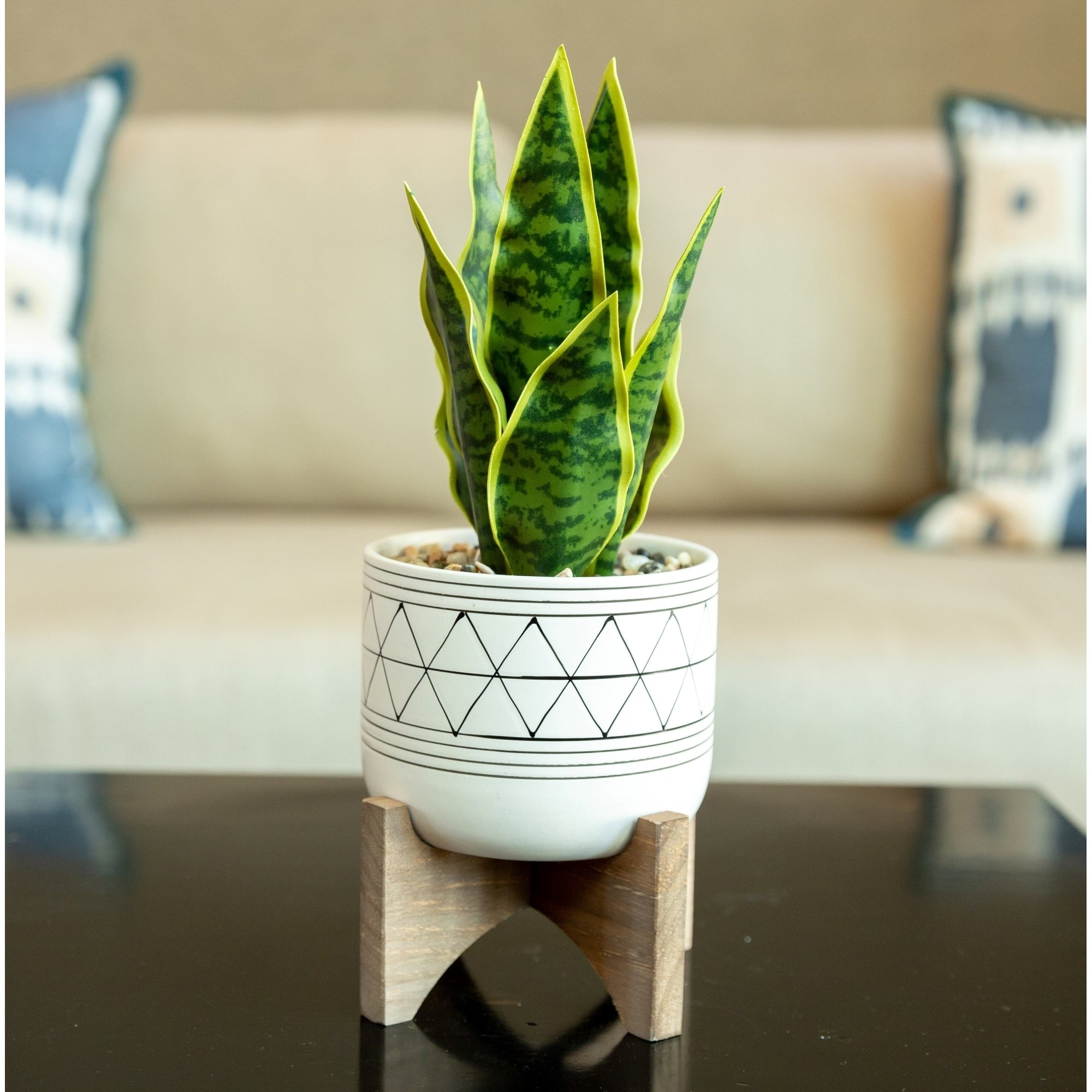 12 Snake Plant In Ceramic On Stand One Size