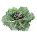 12 H Artificial Cabbage Home Kitchen Decoration Green