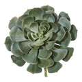 13 Giant Echeveria Succulent Pick Artificial Plant Set Of 2