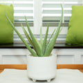 14 Aloe In 6 Barcode Footed Ceramic
