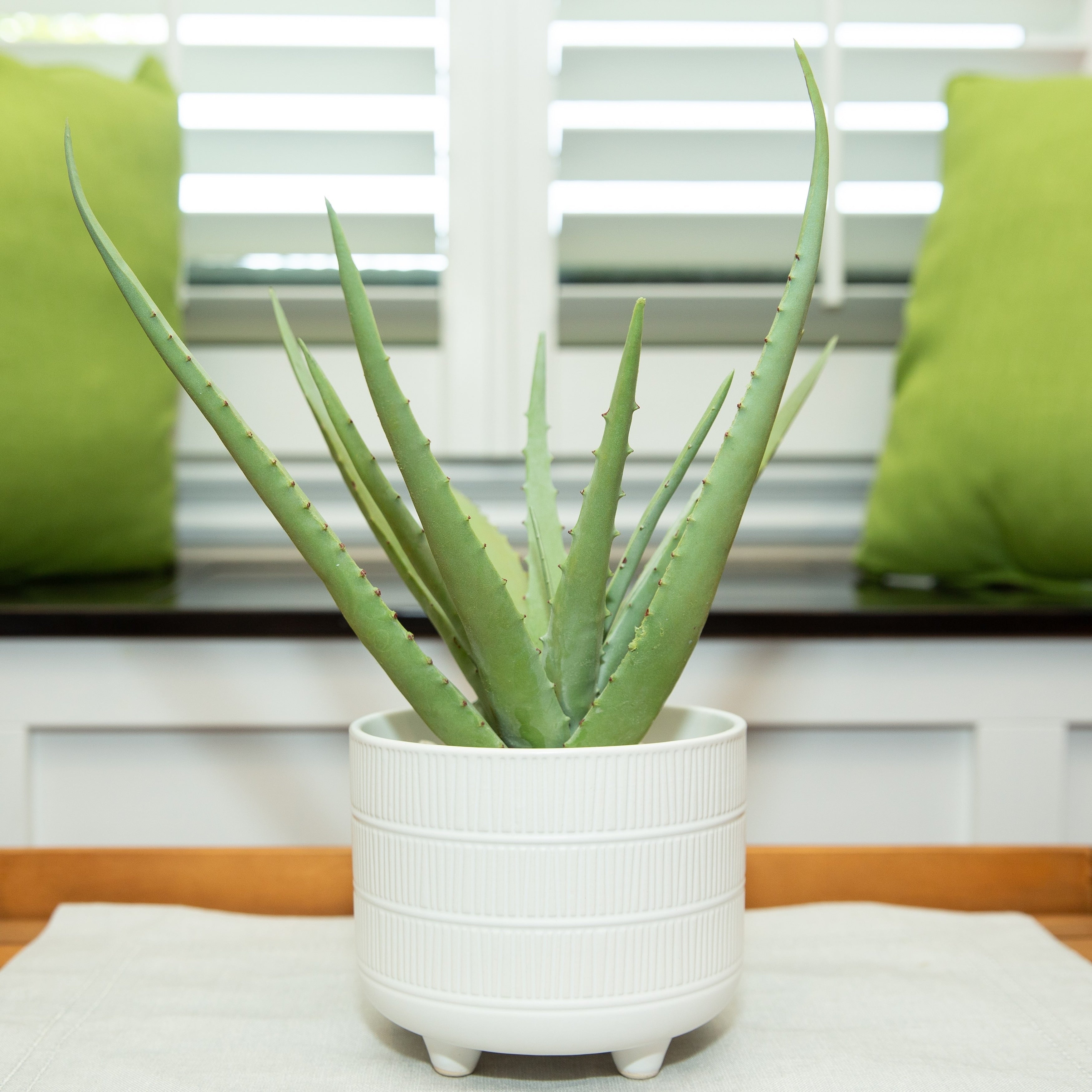 14 Aloe In 6 Barcode Footed Ceramic