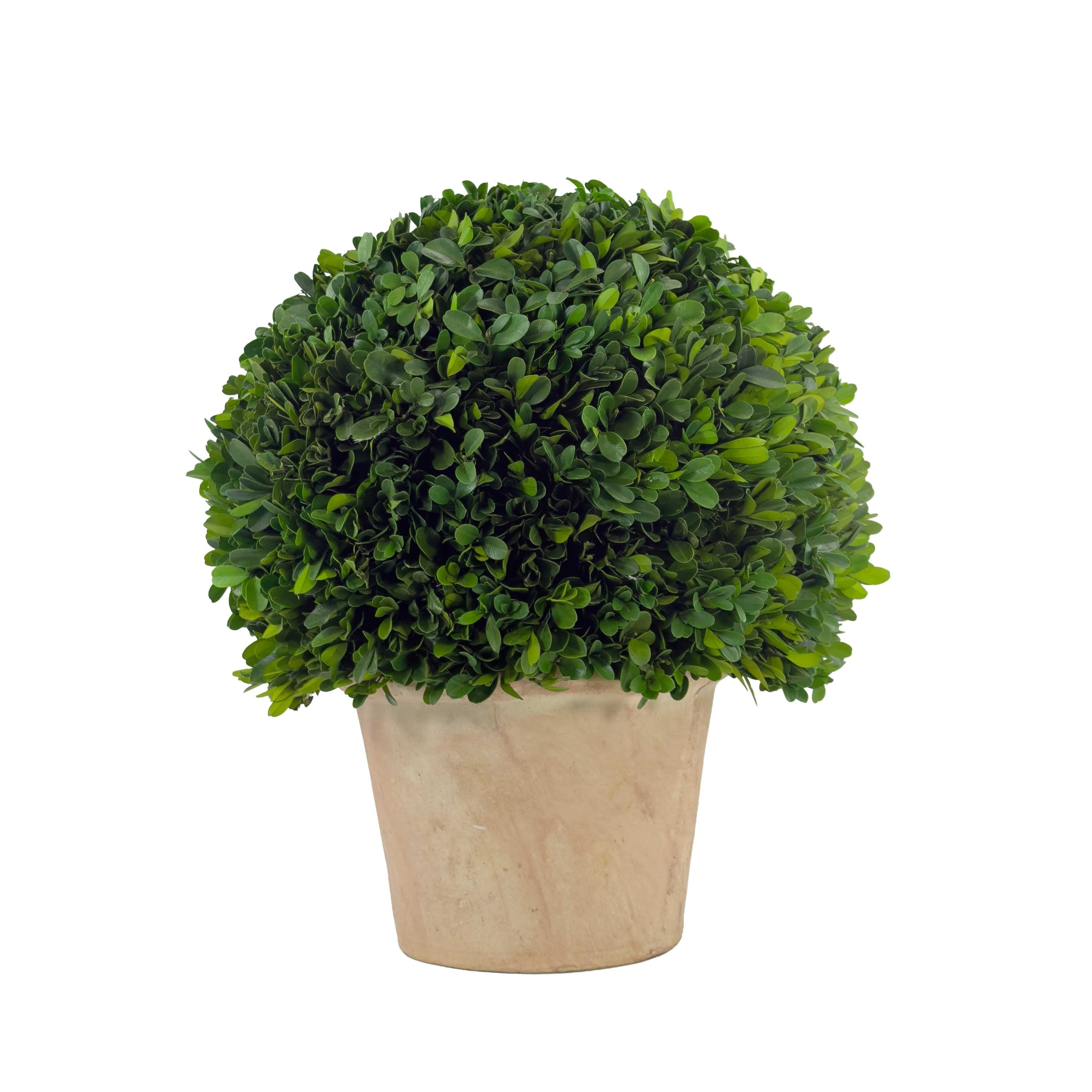 Evergreen 16 Handcrafted Preserved Boxwood Ball Topiary In Terracotta Pot