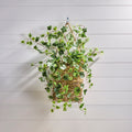 26 Frost English Ivy Spray