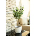 28 Olive Tree In 7.25 Cement Pot Gray One Size