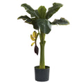 3 Foot Banana Tree