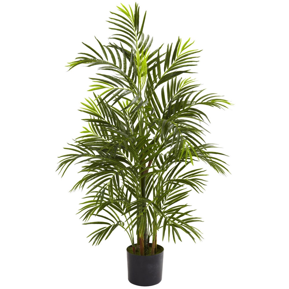 3.5 Foot Areca Palm Indoor Outdoor