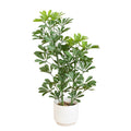 31 In Uv Resistant Schefflera Tree In White Planter Indoor Outdoor
