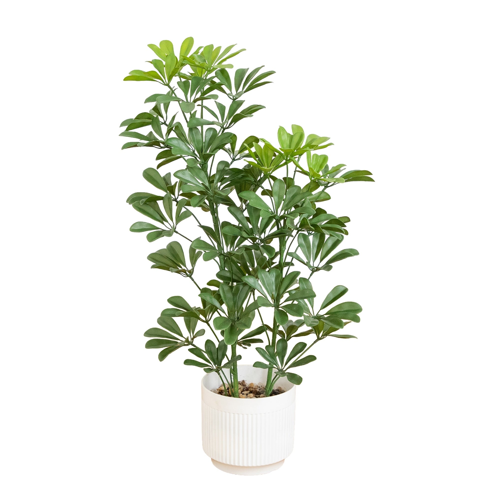 31 In Uv Resistant Schefflera Tree In White Planter Indoor Outdoor