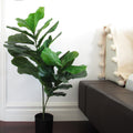 3Ft Fiddle Leaf Fig Tree In Pot 36 H X 24 W X 18 Dp