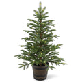 Norwegian Spruce 4 Foot Entrance Tree With Clear Lights