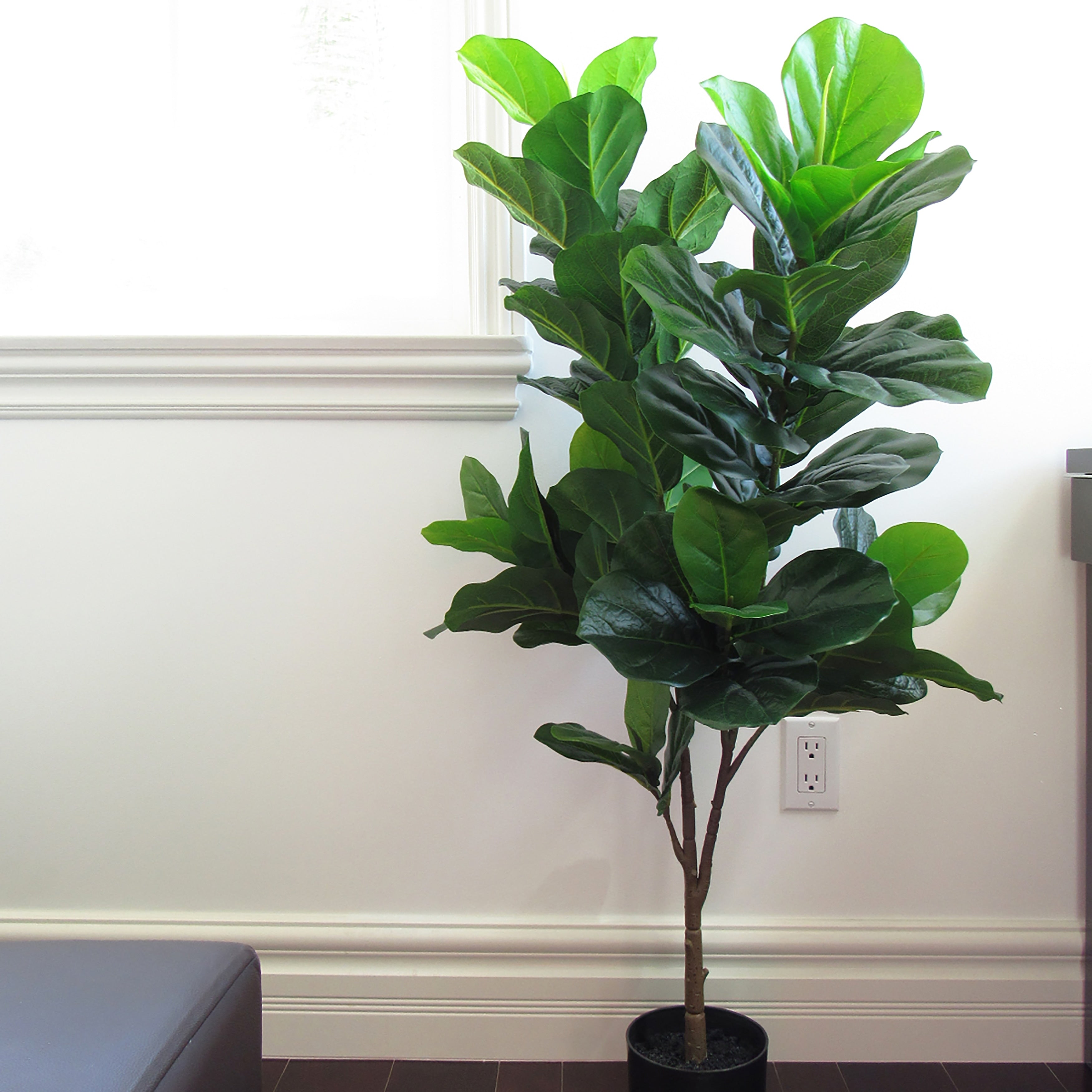 4Ft Fiddle Leaf Fig Tree In Pot 46 H X 24 W X 15 Dp