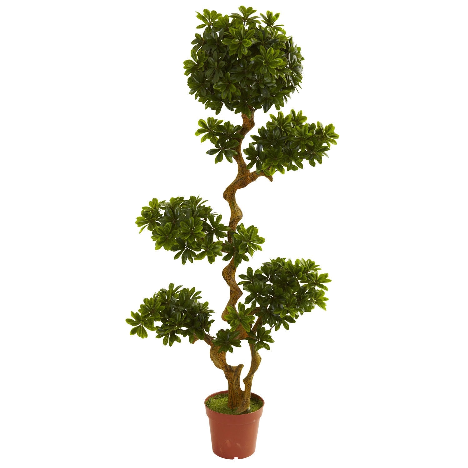 Pittispourm 5 Foot Uv Resistant Tree Indoor Outdoor Green