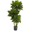 5 Foot Bird Nest Fern Tree