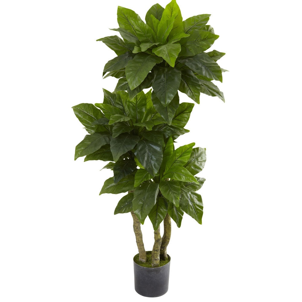 5 Foot Bird Nest Fern Tree