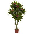 5 Foot Plumeria Tree