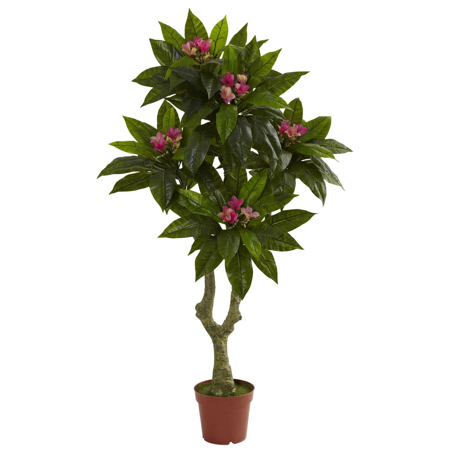 5 Foot Plumeria Tree