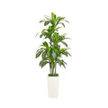 5 Ft Artificial Real Touch Dracaena In Decorative Planter
