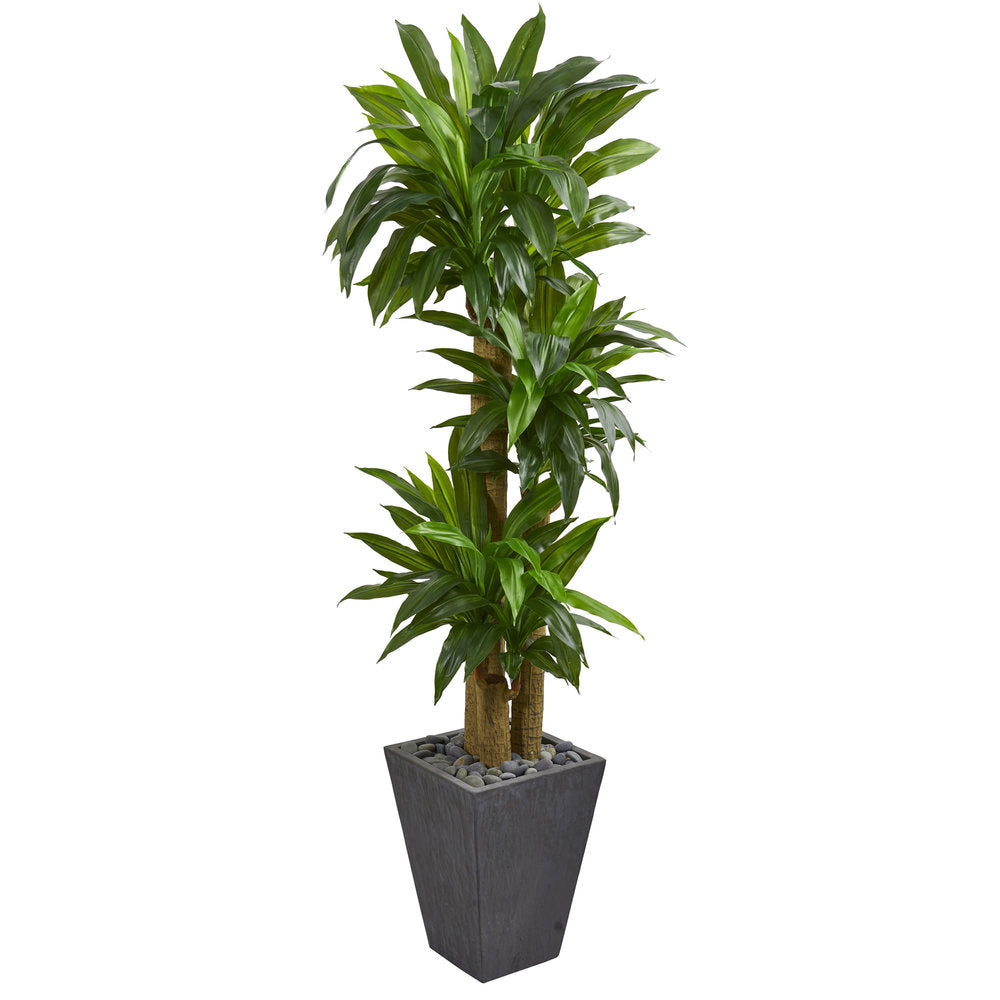 5.5 Cornstalk Dracaena Artificial Plant In Slate Planter Real Touch