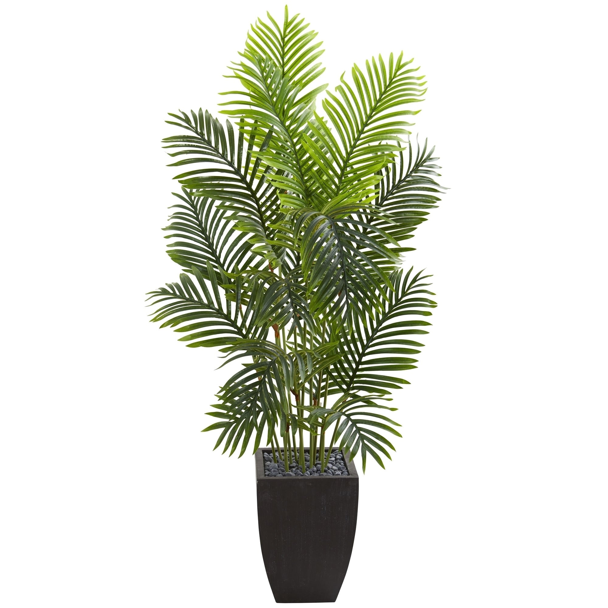 5.5 Paradise Palm Artificial Tree In Square Planter H 5.5 Ft. W 28 In. D 28 In