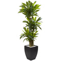 5.5 Foot Corn Stalk Dracaena With Black Planter