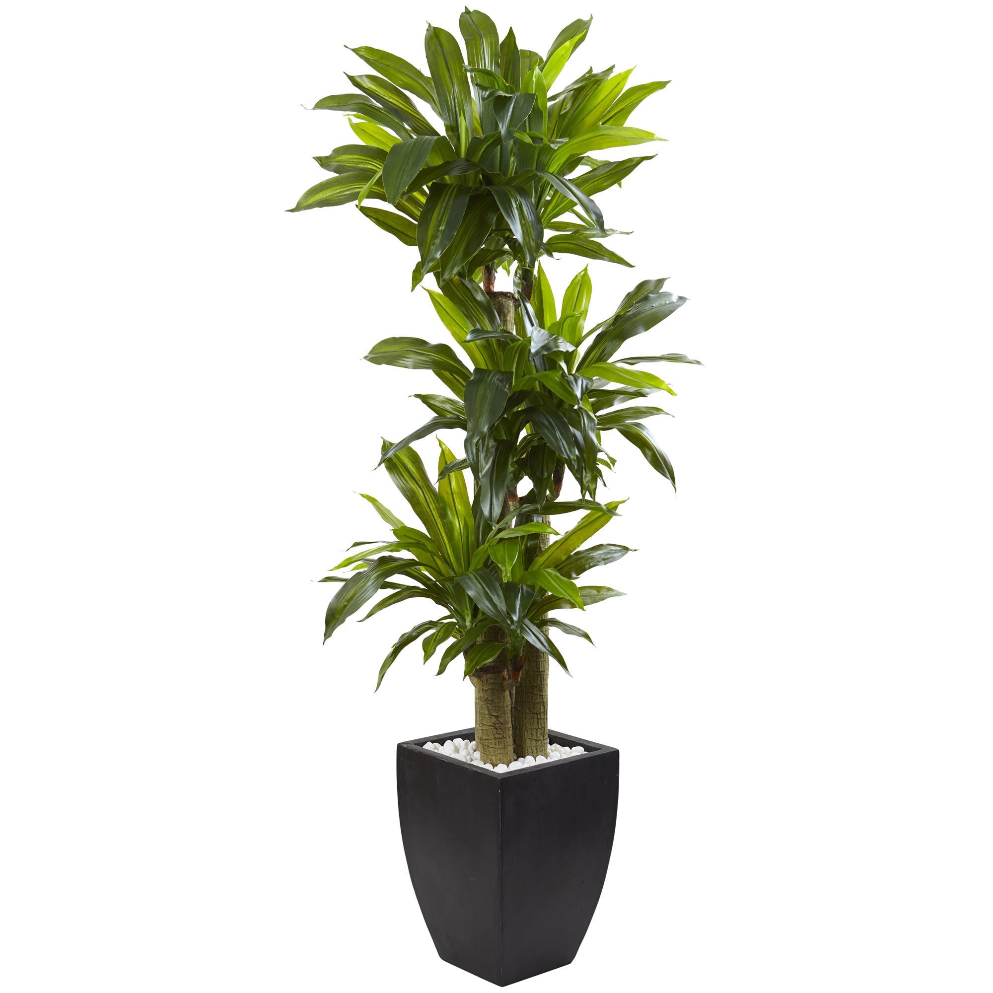 5.5 Foot Corn Stalk Dracaena With Black Planter