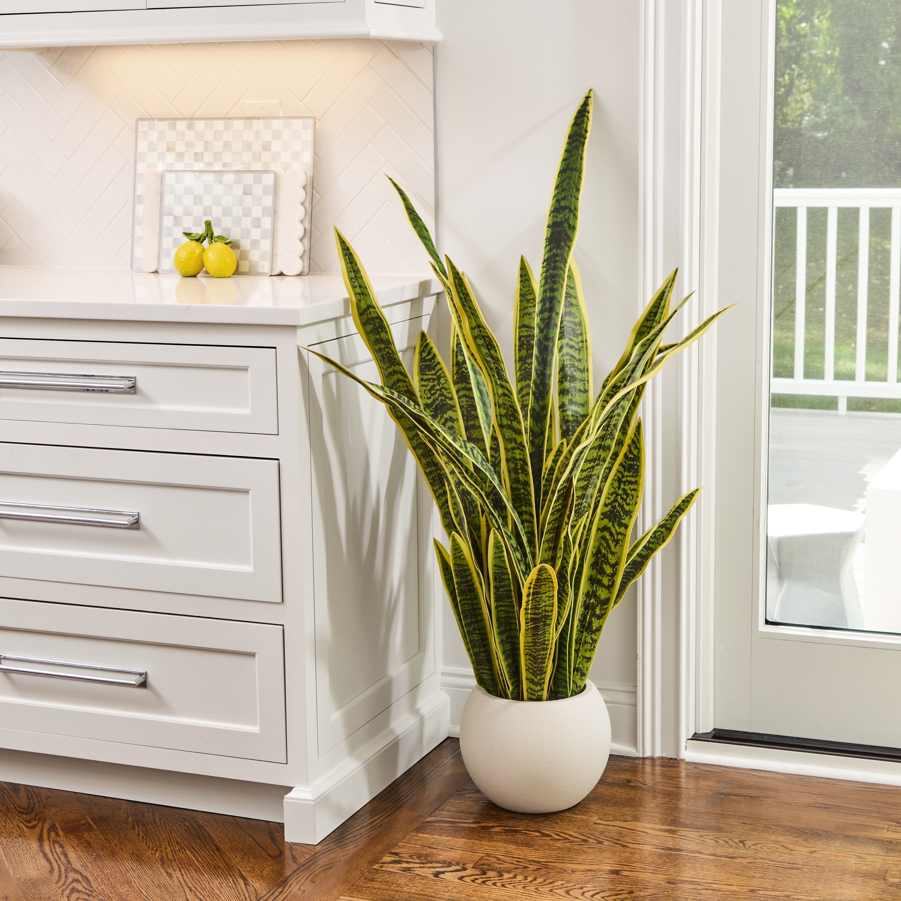 53 Potted Sansevieria Plant