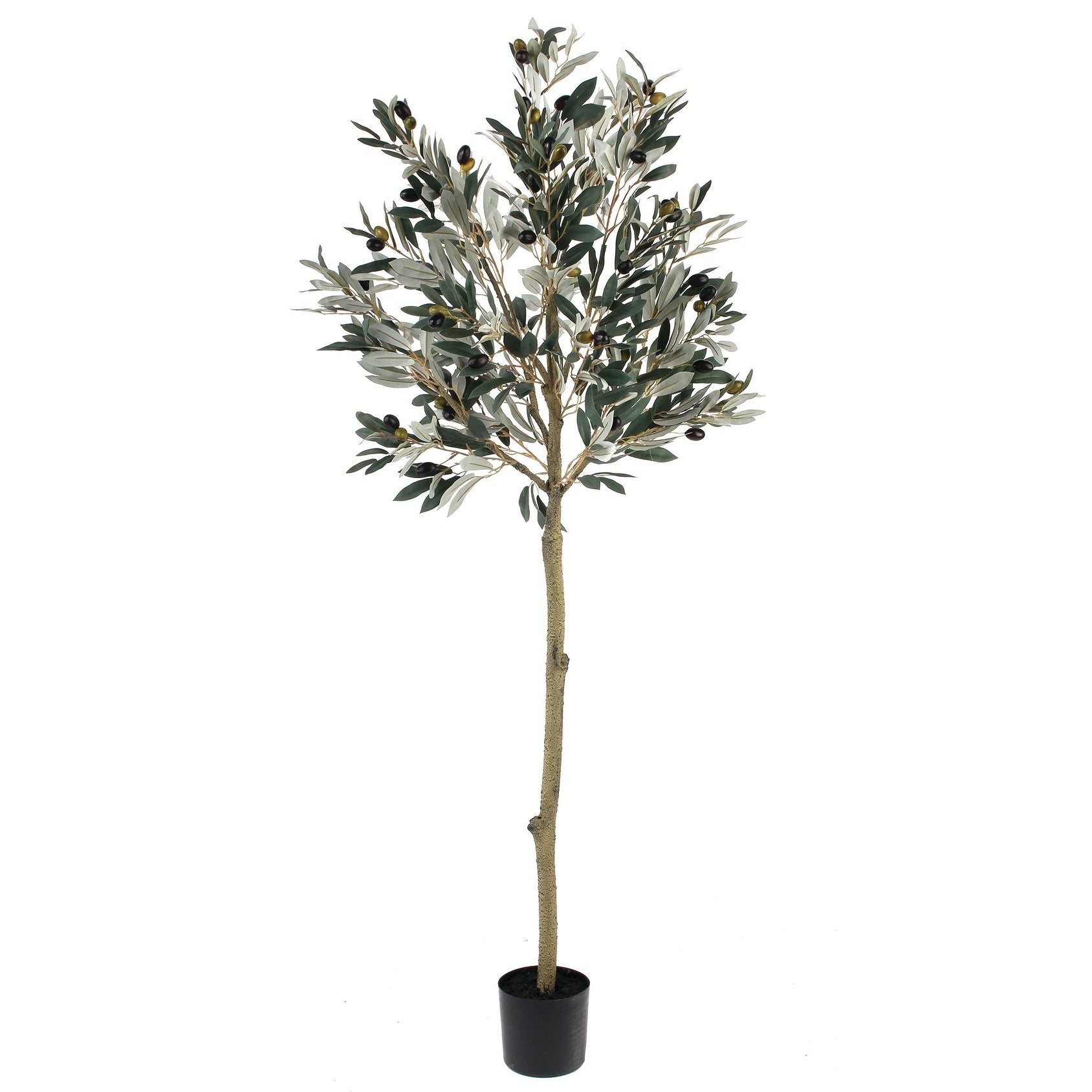 56 Potted Olive Leaf Topiary