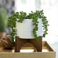 5 Hobnail Ceramic Planter On Wood Stand