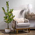 5 Potted Mandarin Orange Tree