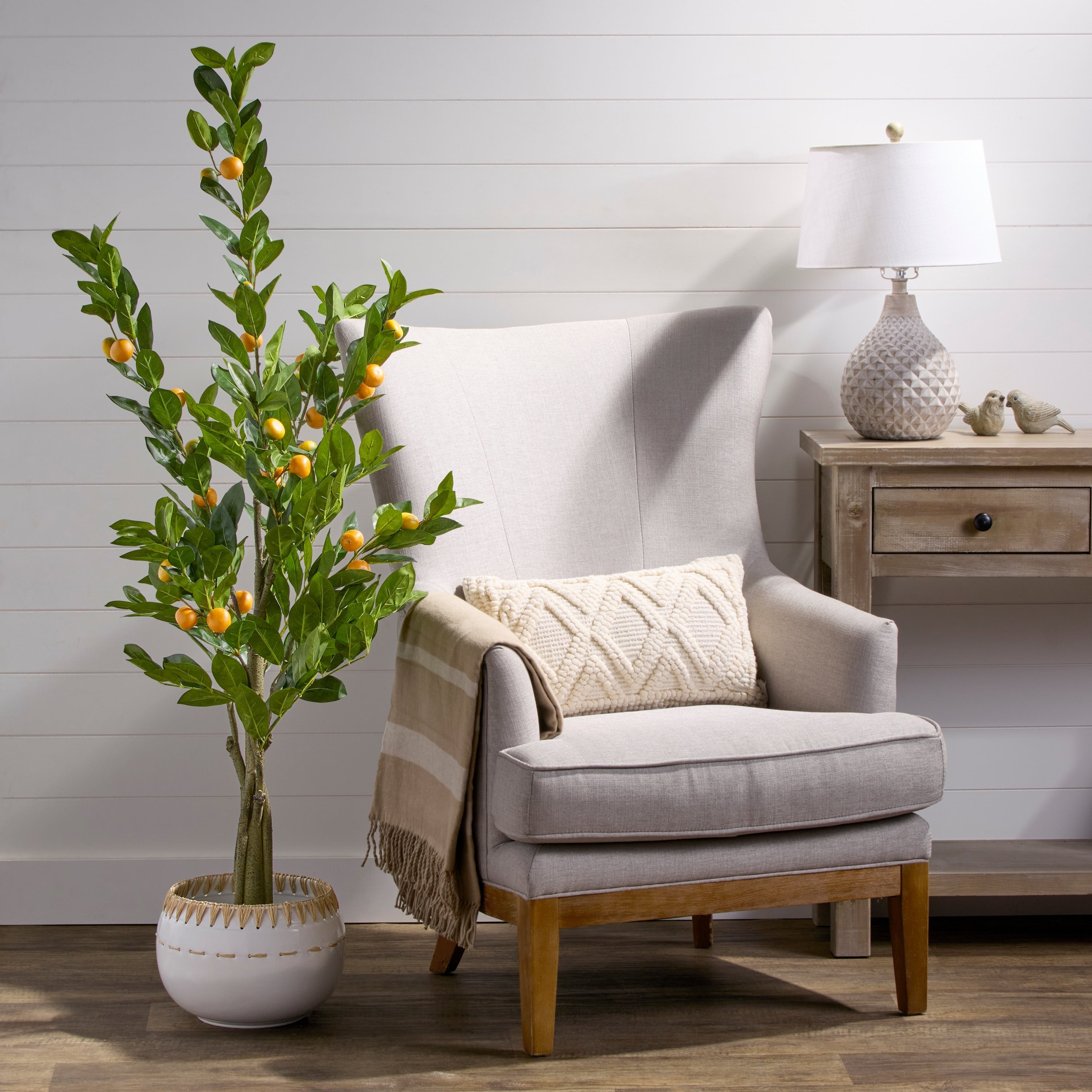 5 Potted Mandarin Orange Tree