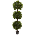 6.5 Foot Sweet Bay Triple Ball Topiary