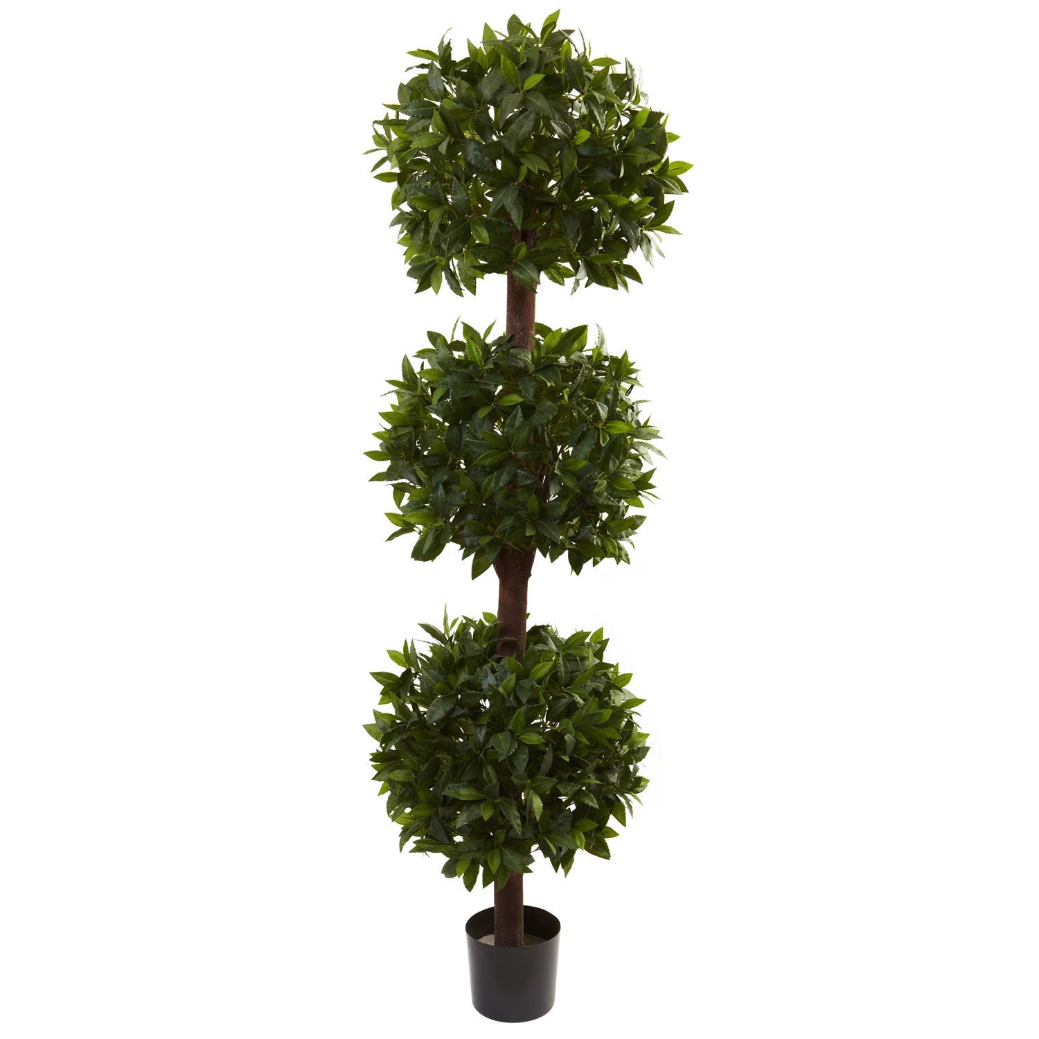 6.5 Foot Sweet Bay Triple Ball Topiary