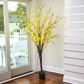 6 Forsythia Tree