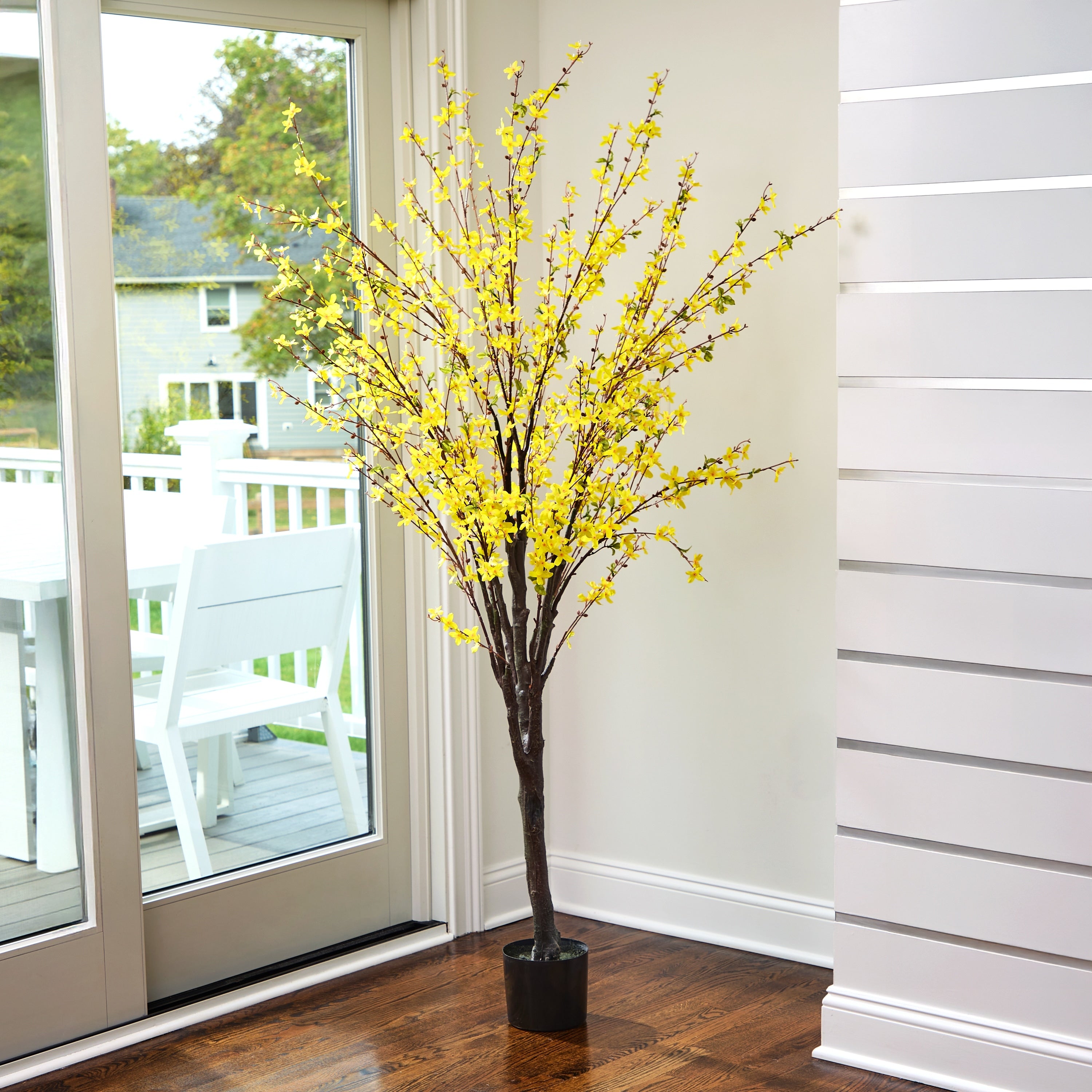 6 Forsythia Tree