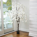 6 Weeping Cherry Tree