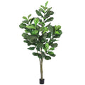 7Ft Natural Fiddle Leaf Fig Tree In Pot 84 H X 40 W X 40 Dp