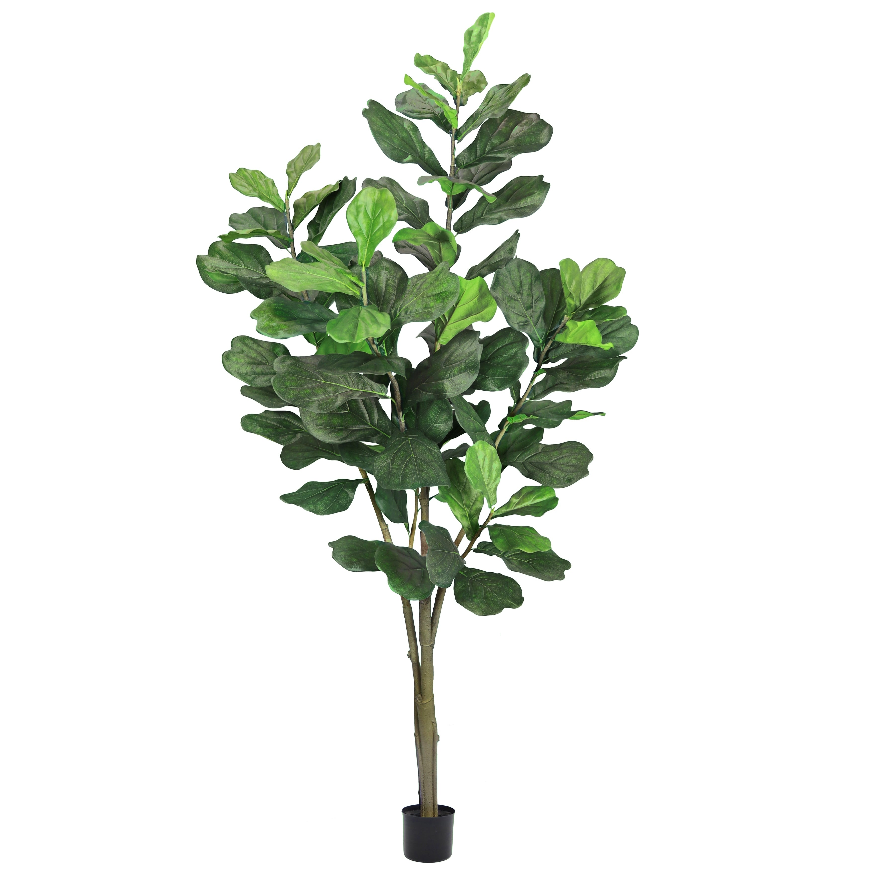 7Ft Natural Fiddle Leaf Fig Tree In Pot 84 H X 40 W X 40 Dp