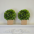 Evergreen 8 Handcrafted Preserved Boxwood Ball Topiary In Terracotta Pot Set Of 2