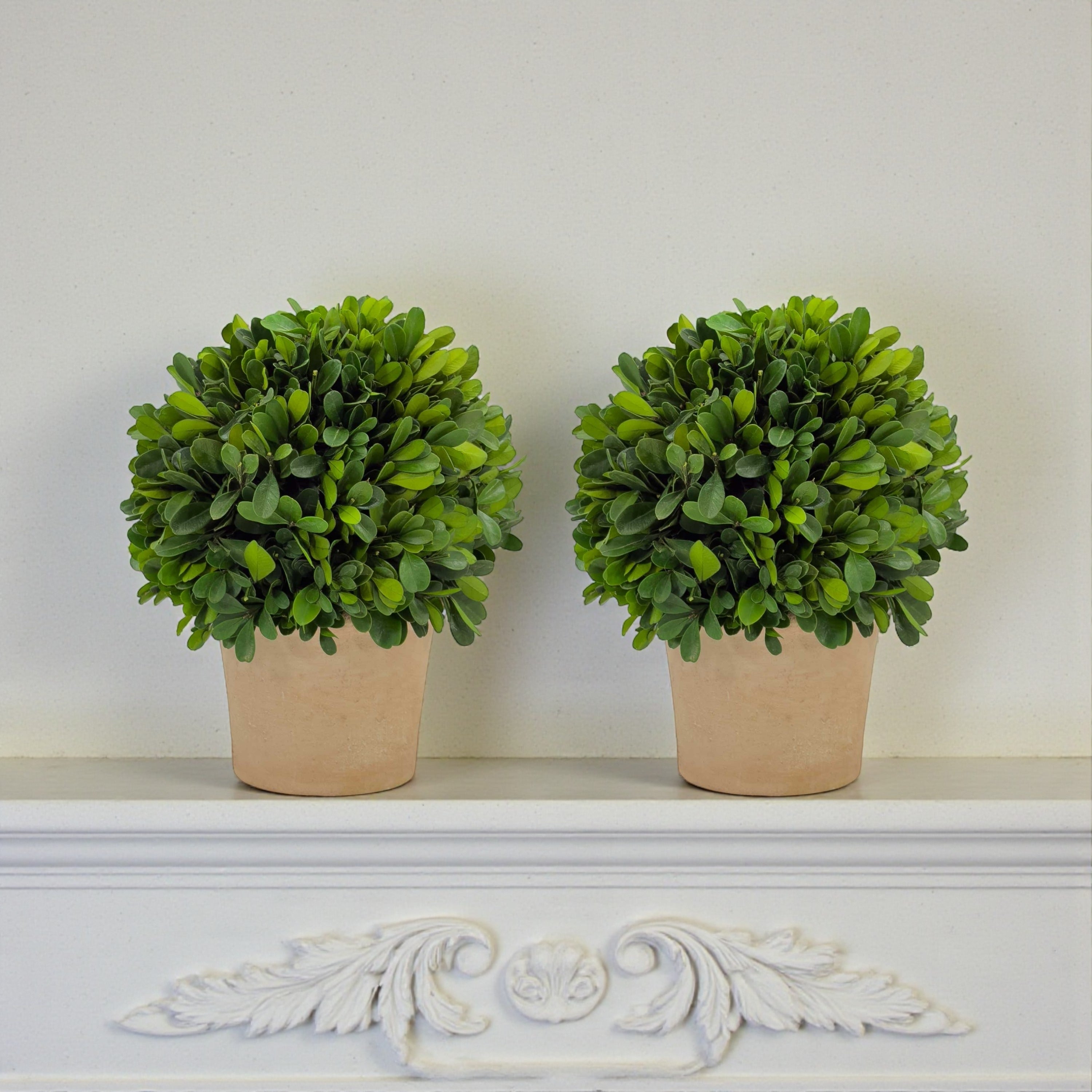 Evergreen 8 Handcrafted Preserved Boxwood Ball Topiary In Terracotta Pot Set Of 2