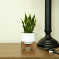 9.7 Snake Plant In 4.25 Constalition Ceramic Pot On Wood Stand One Size