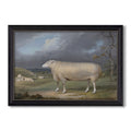 A Border Leicester Ewe C 1795 1800 James Ward Custom Framed Canvas