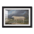 A Border Leicester Ewe C 1795 1800 James Ward Custom Framed Print