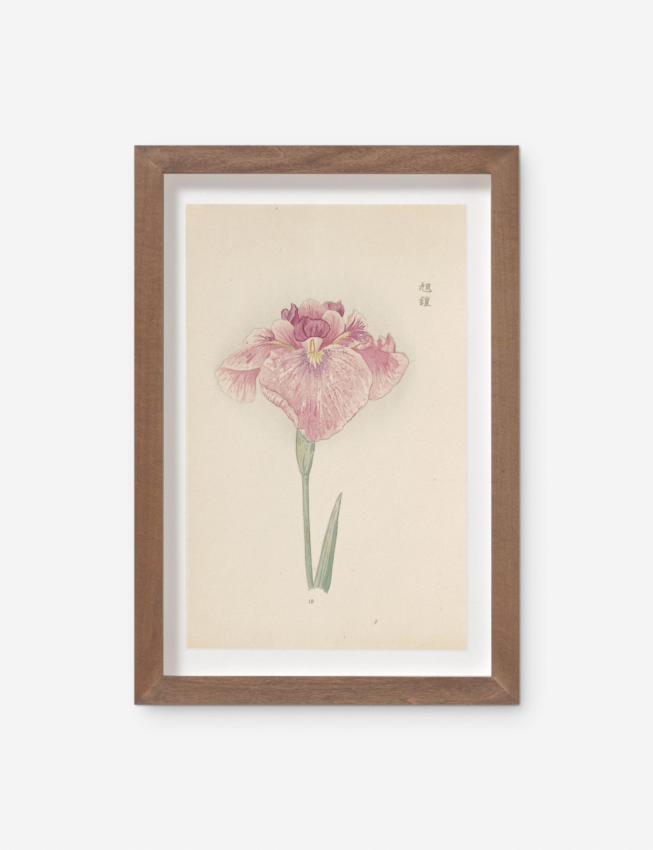 Vintage Japanese Iris No. 19 Wall Art by Miyoshi Manabu