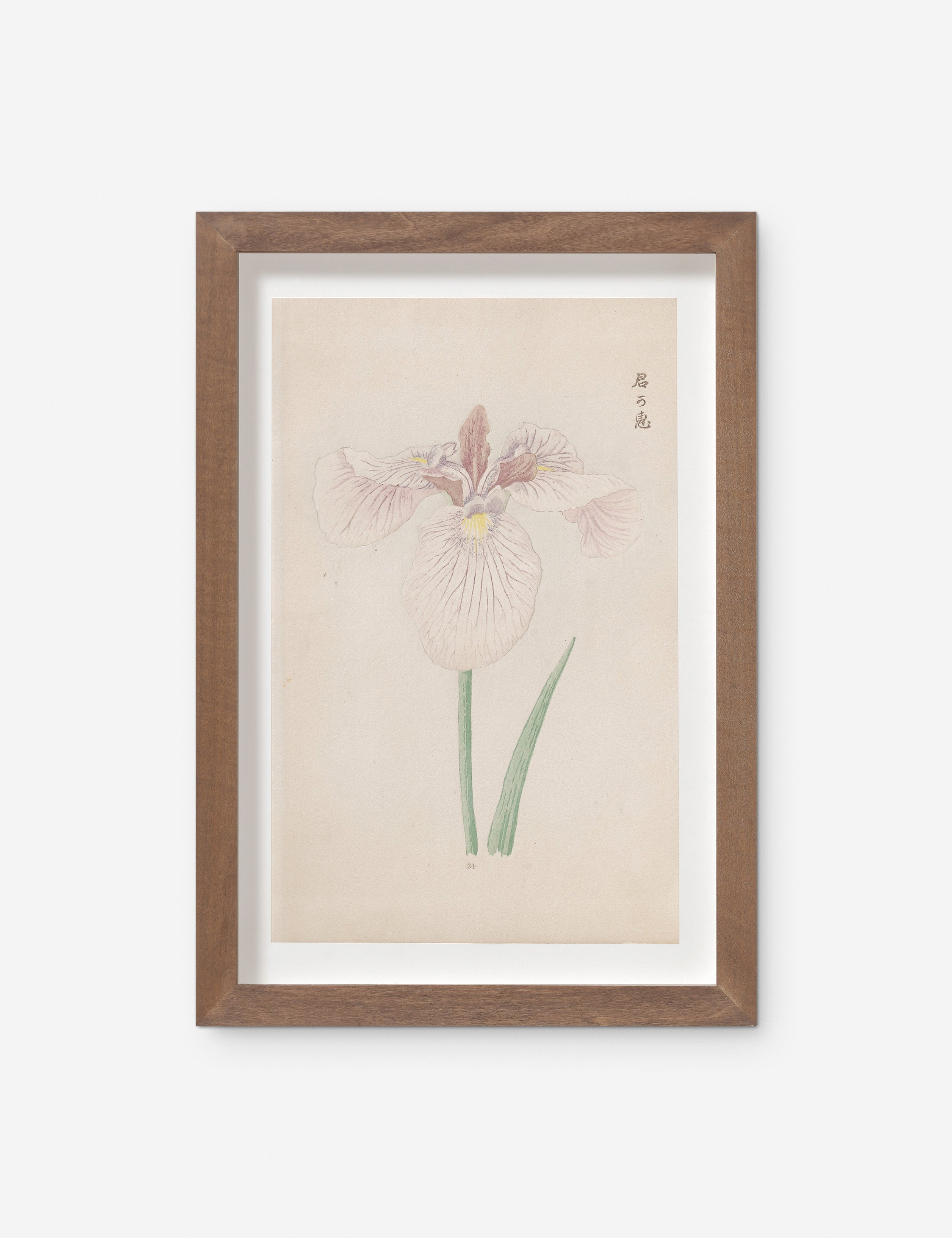 Vintage Japanese Iris No. 34 Wall Art by Miyoshi Manabu
